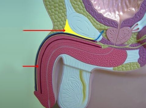 penile ligaments